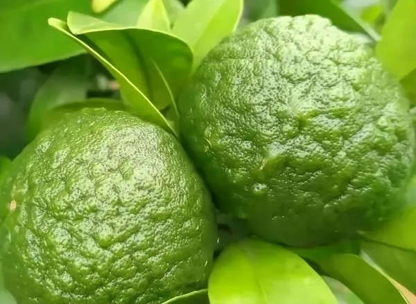 怎么施肥让沙糖桔膨果快