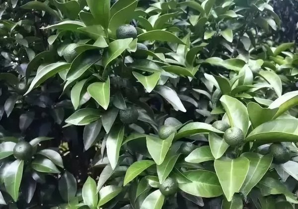 怎么施肥让沙糖桔膨果快