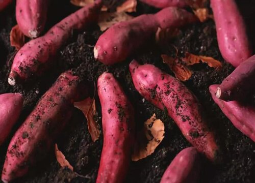 地瓜亩产量一般多少斤最高