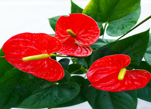 红掌如何养殖容易