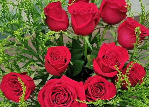 玫瑰花的品质和精神