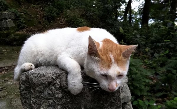 猫咪跑丢了还能找到家吗