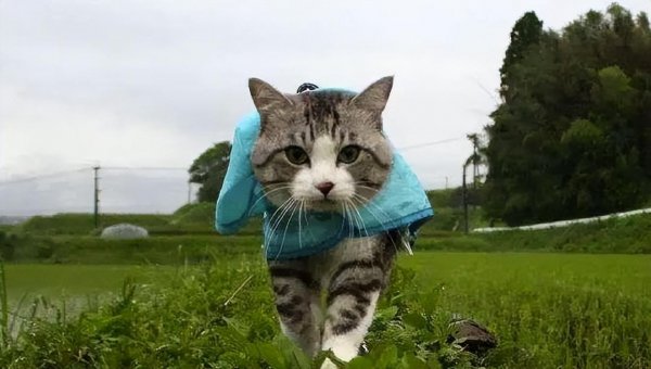 猫咪跑丢了还能找到家吗