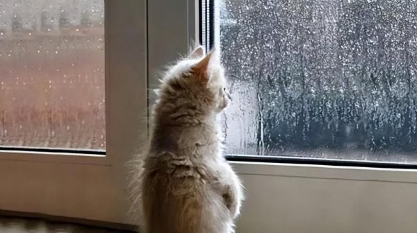 猫咪跑丢了还能找到家吗