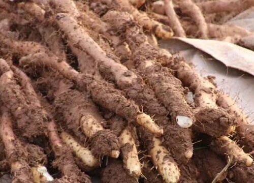 山药长什么样子