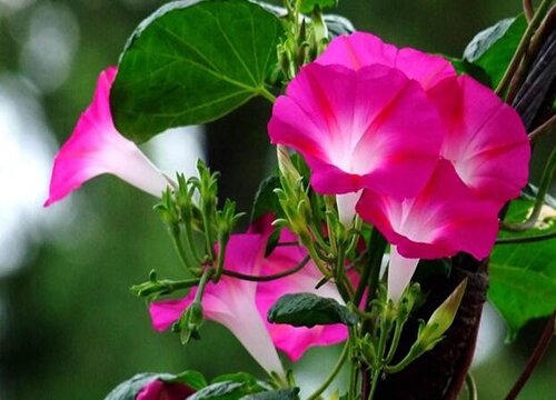 牵牛花为什么不开花只长叶子