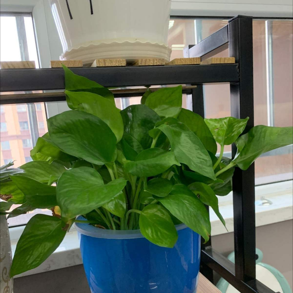 喜阴的室内植物花卉有哪些