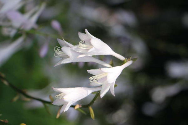 喜阴的室内植物花卉有哪些