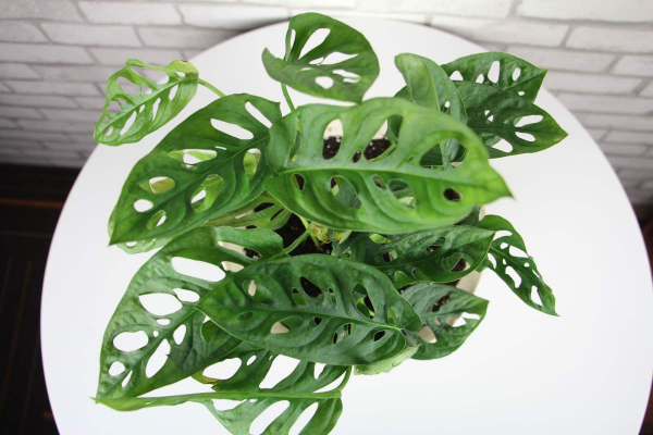 喜阴的室内植物花卉有哪些