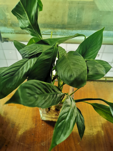 喜阴的室内植物花卉有哪些