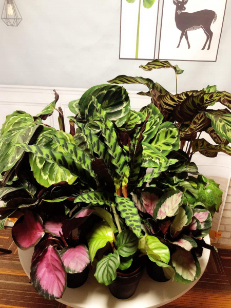 喜阴的室内植物花卉有哪些