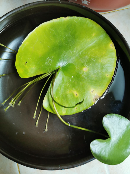 喜阴的室内植物花卉有哪些