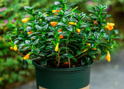 金鱼吊兰夏天这样养护花开不断