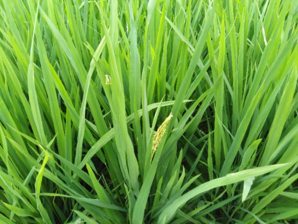 水稻灌浆期如何增产