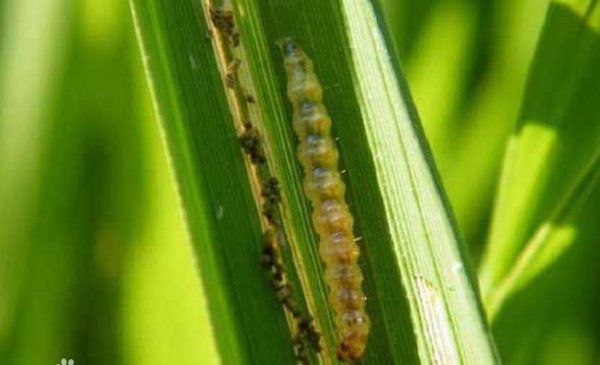 水稻灌浆期如何增产