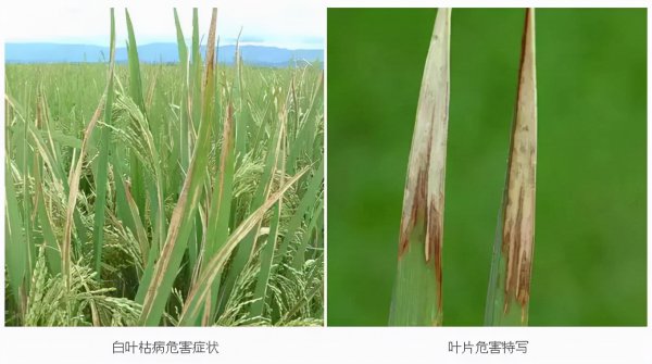 水稻灌浆期如何增产