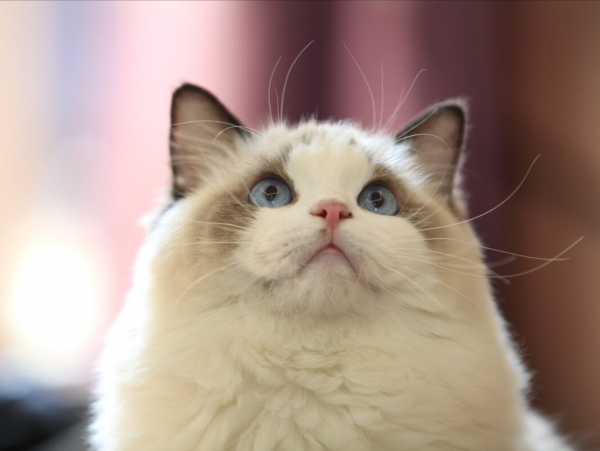 长毛猫品种大全及图片