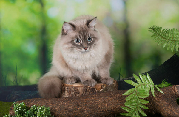 长毛猫品种大全及图片