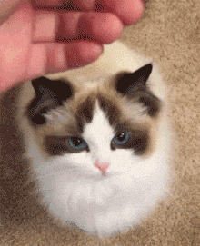 长毛猫品种大全及图片