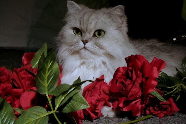 长毛猫品种大全及图片