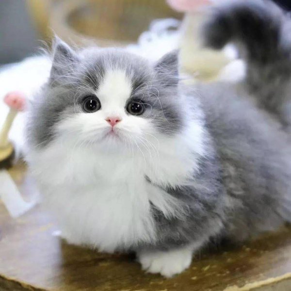 长毛猫品种大全及图片