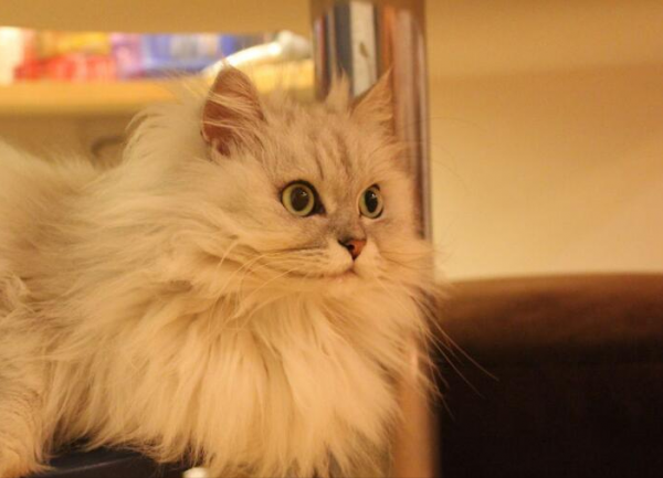长毛猫品种大全及图片