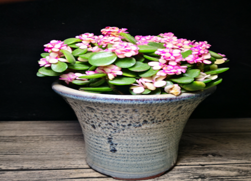 玉树叶片发黄该怎么处理