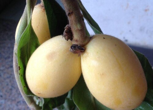 杭州枇杷什么时候上市