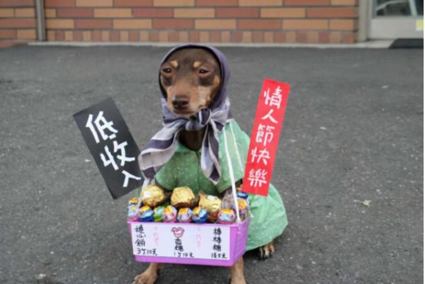 家里养狗真能旺家吗