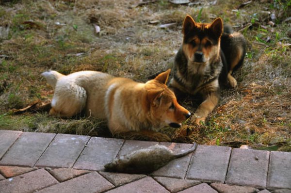 家里养狗真能旺家吗