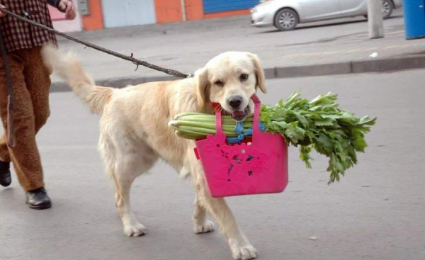 家里养狗真能旺家吗