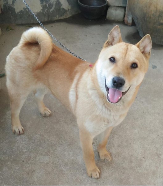 家里养狗真能旺家吗