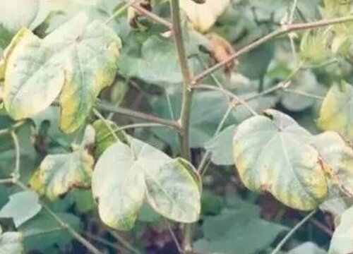 棉花几月份收获