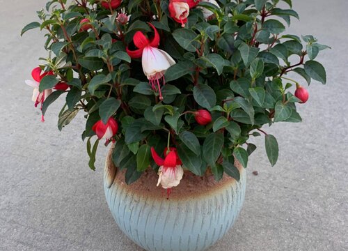 灯笼花多少钱一盆