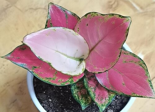 如意皇后开花吗