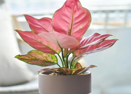 如意皇后开花吗