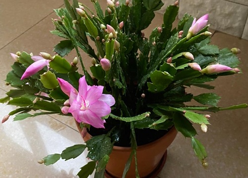 网上买的蟹爪兰怎么栽种不成活