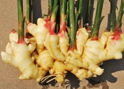 2023年生姜有望冲击市场吗