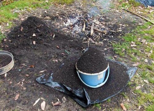 用什么养护吊兰长势爆盆