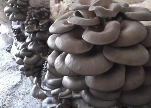 常见蘑菇的种类