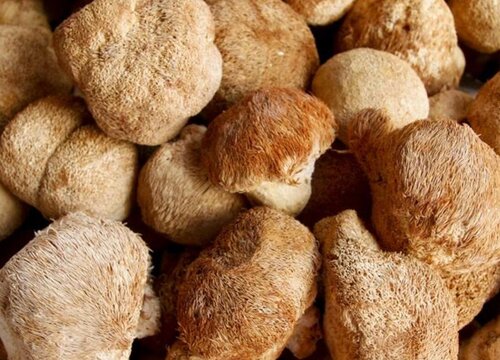 常见蘑菇的种类