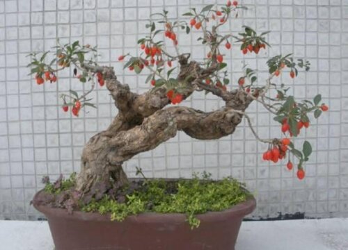 野生枸杞老桩挖出来怎么栽种