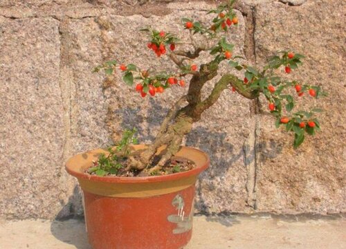 野生枸杞老桩挖出来怎么栽种