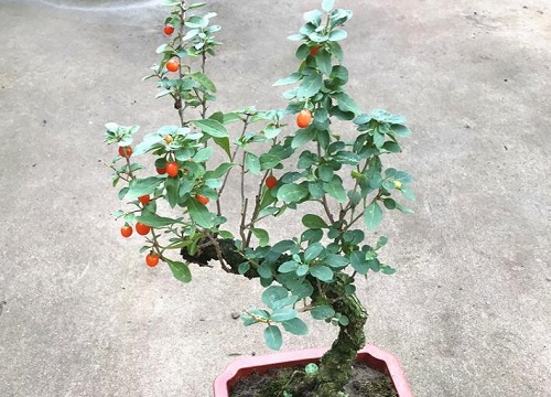 野生枸杞老桩挖出来怎么栽种