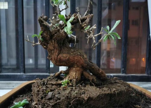 野生枸杞老桩挖出来怎么栽种