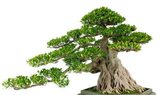 榕树盆景掉叶的原因及解决办法