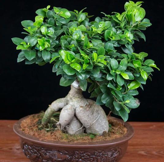 榕树盆景掉叶的原因及解决办法