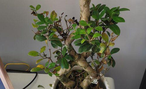 榕树盆景掉叶的原因及解决办法