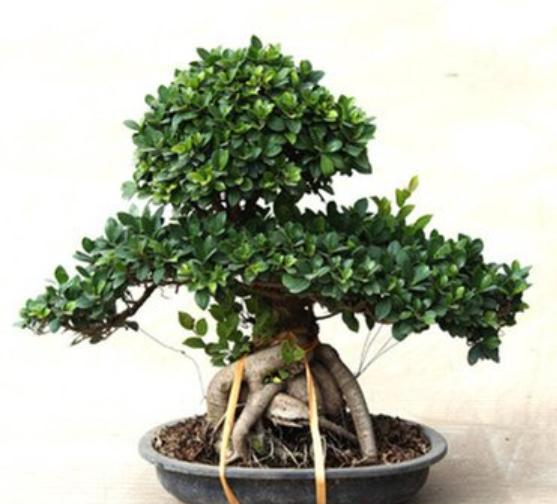 榕树盆景掉叶的原因及解决办法