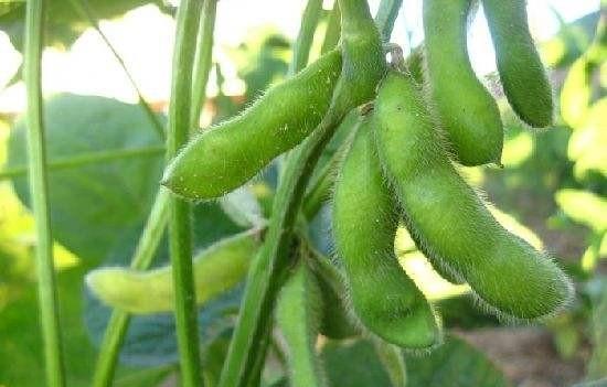 大青毛豆光长叶子不开花原因